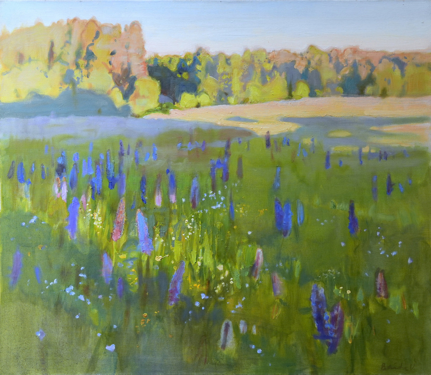 Lupine meadow