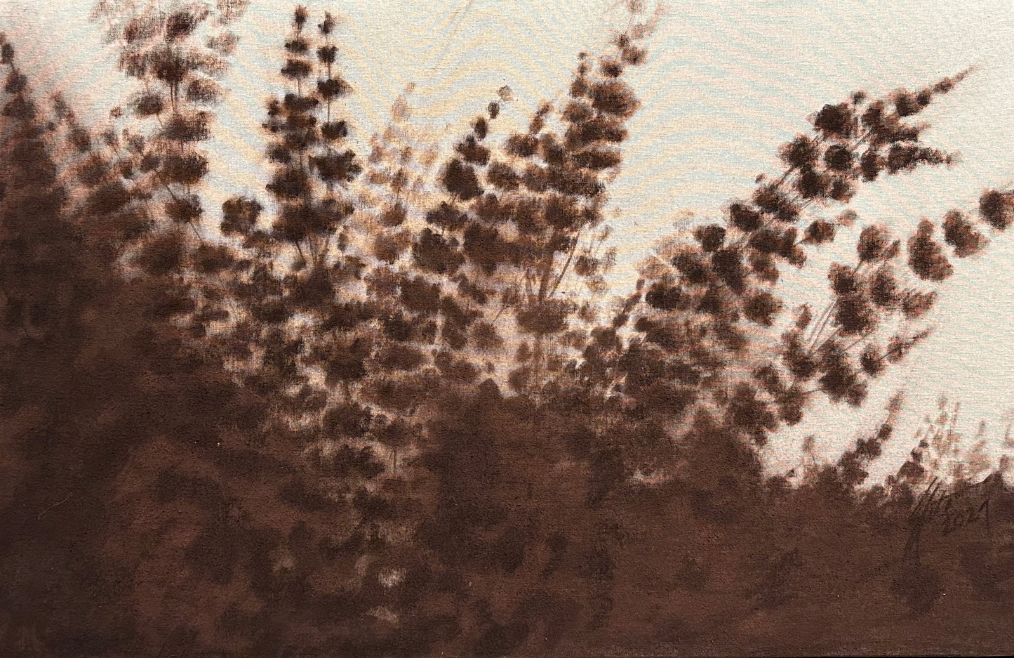 Horse sorrel