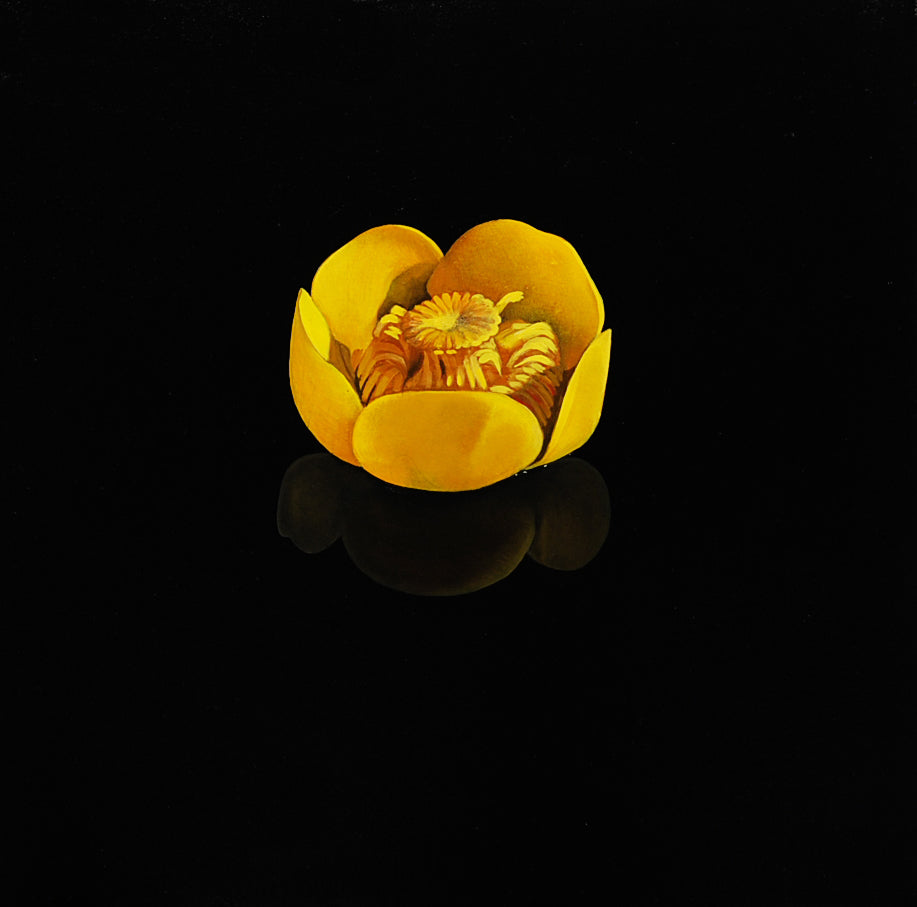 Water lily