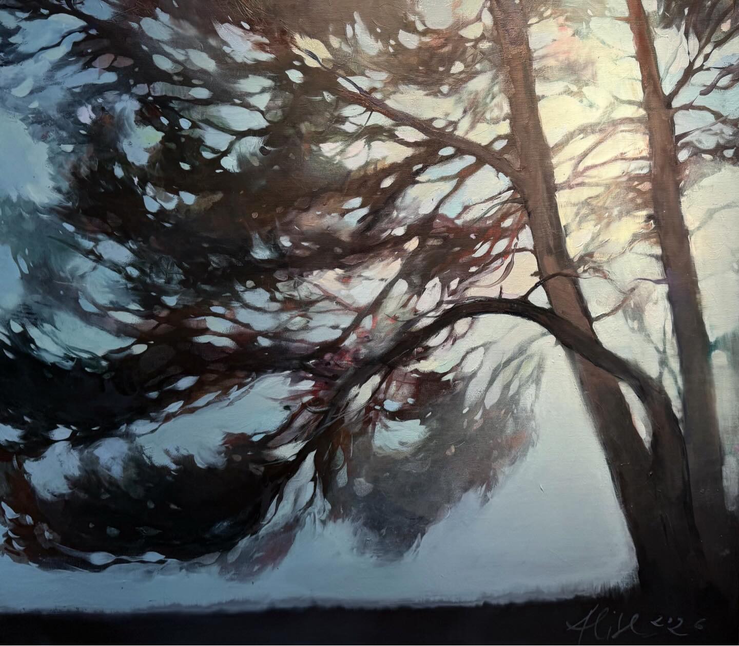 Pine