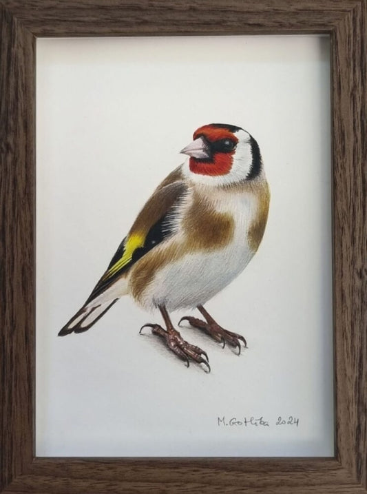 Goldfinch