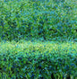 Forget me-nots II