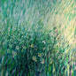 My meadow