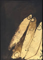 Arman, or fish