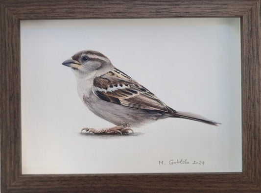 House sparrow