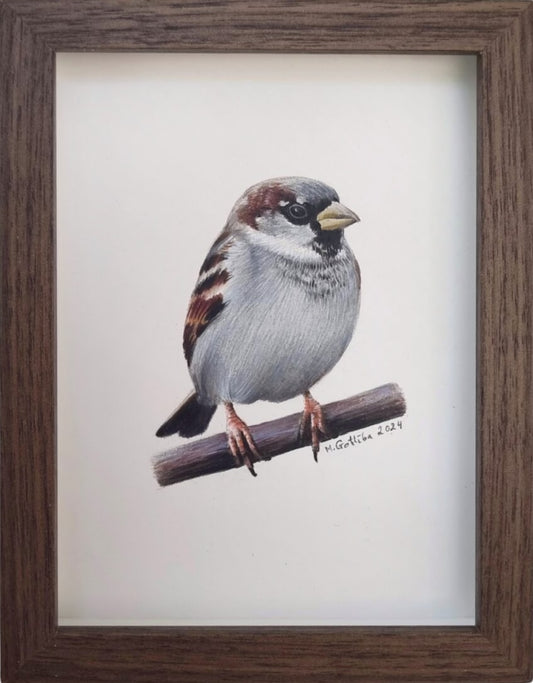 House sparrow