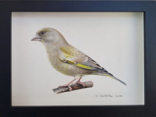 Greenfinch female