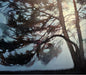 Pine